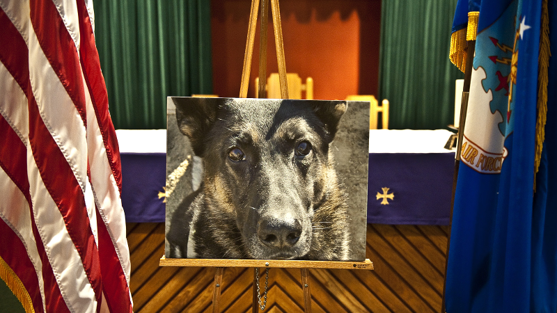 Illustration for article titled 26 Awesome Photos of War Dogs Showing How Badass and Cute They Can Be